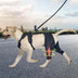 Dog Knee Support Brace