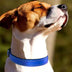 Padded Reflective Dog Collar