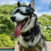UV-Protection Dog Sunglasses