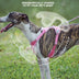 Reflective Breathable Pet Harness and Leash Set