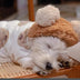 Warm Bear Cape Pet Blanket Coat