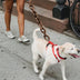 Simulation Plastic Dog Chain Leash