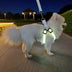 Outdoor Luminous Pet Supplies LED Luminous Dog Chest Harness Large Dog Traction Dog Walking Supplies To Prevent Getting Lost New
