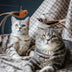 Interactive Suction Cup Cat Wand Toy