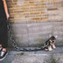 Simulation Plastic Dog Chain Leash