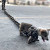 Simulation Plastic Dog Chain Leash