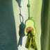 Avocado Dog Waste Bag Dispenser