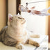 Interactive Suction Cup Cat Wand Toy