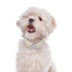 4-Row Rhinestone Pearl Pet Collar Necklace
