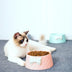 Lovely Bowknot Pet Feeding Bowl