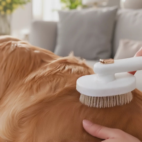Morning Fur Self-Cleaning Grooming Brush in use