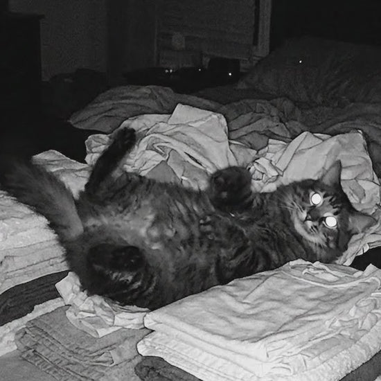 Cat playing aggressively in bedding — Morning Fur Reusable Pet Hair Roller use case