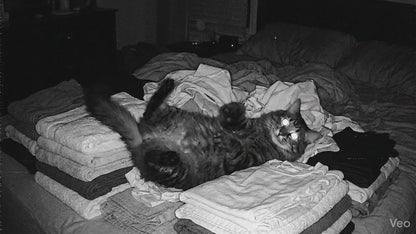 Cat playing aggressively in bedding — Morning Fur Reusable Pet Hair Roller use case
